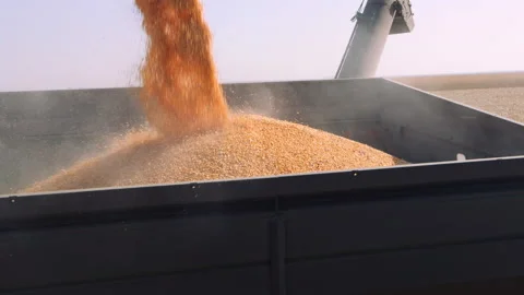 Corn pours into trailer in slow motion during harvest in Northern California Stock Footage 204100617