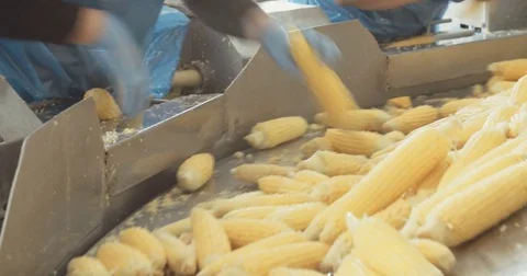 Corn processing factory for canned foods Stock Footage 78039260