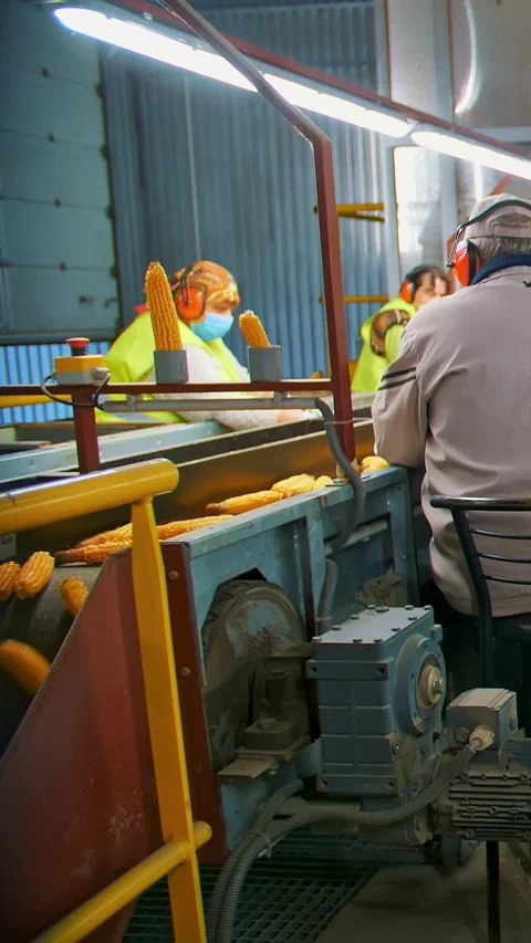 Corn processing factory. de-foliated corn cobs are moving on automated conveyor Stock Footage 310700503
