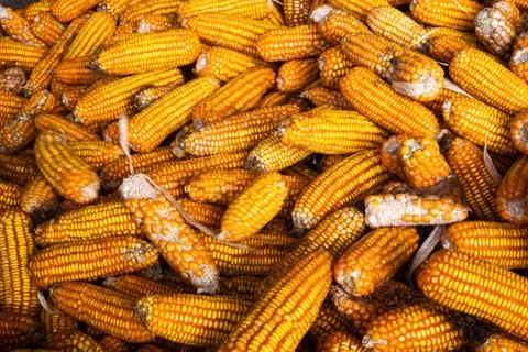 Corn processing factory, food industry ,raw food  Stock Photos