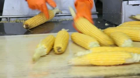Corn processing factory Video stock 11879817