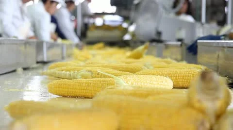 Corn processing factory Stock Footage 11879897