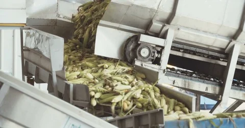 Corn processing factory Stock Footage 78039501