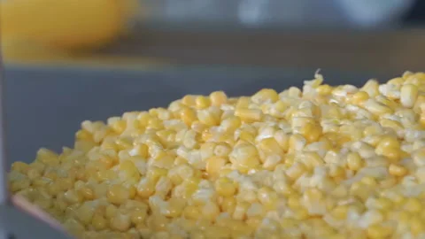 Corn processing factory. Grains and ears of corn. Ripe yellow ears of corn. Stock Footage 115159285