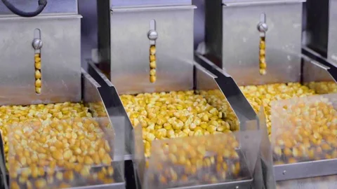 Corn processing factory. Machine Corn screening of best quality product. Stock Footage 128344063