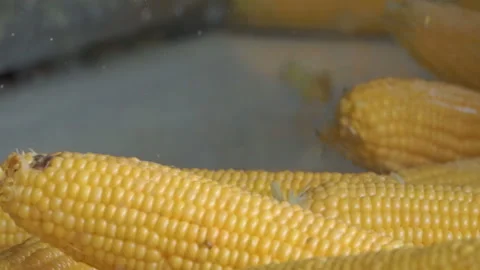 Corn processing factory. Ripe yellow ears of corn. Stock-Footage 114968356