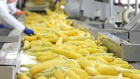 Corn processing in food industry Stock Footage 162383898