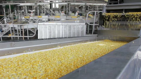 Corn processing in food industry Stock Footage 162399357