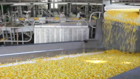 Corn processing in food industry Stock Footage 162418719