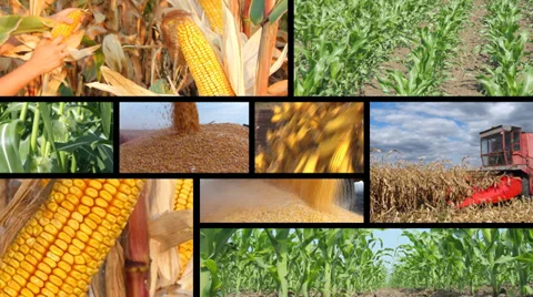 Corn Production - Collage Stock Footage 33472422