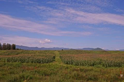 Corn production field Stock Photos