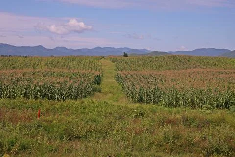 Corn production field Stock Photos