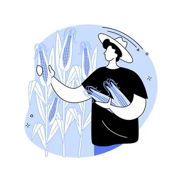 Corn production isolated cartoon vector illustrations. Illustrazione stock