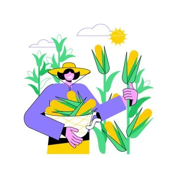 Corn production isolated cartoon vector illustrations. Ilustración de archivo