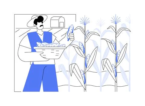 Corn production isolated cartoon vector illustrations. Stockillustratie