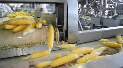 Corn on Production Line Stock Footage 24627975
