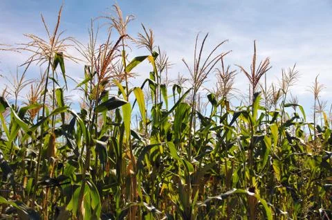 Corn production Stock Photos
