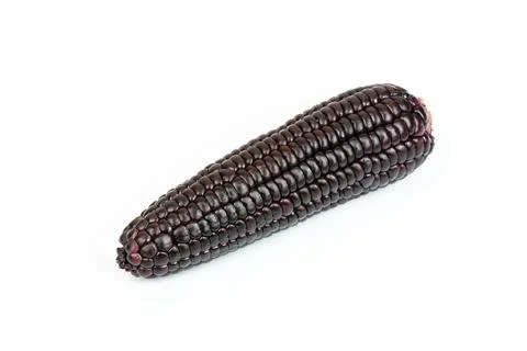 Corn purple Stock Photos