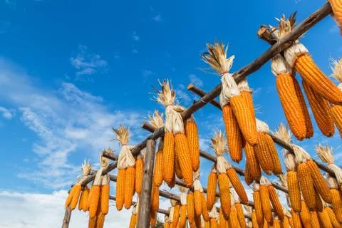 Corn on the rail Stock Photos