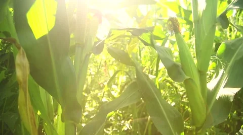 Corn in the rays of light, slider 動画素材 41386121