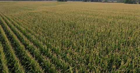 Corn ready to be harvested with an angle view Stock Footage 98915241