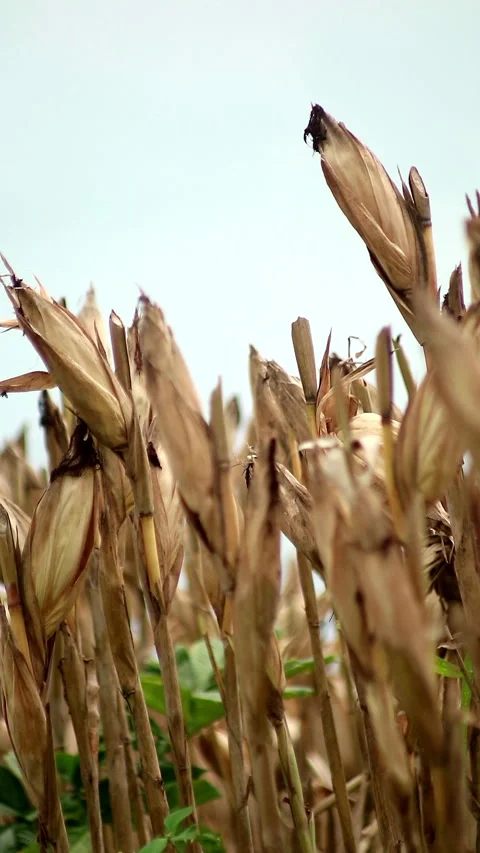 Corn that is ready to be harvested in the rice fields Stock Footage 296481197