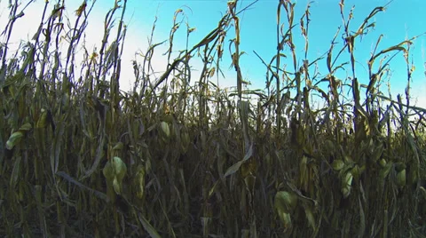 Corn Ready to Harvest 1 HD Stock-Footage 33651377
