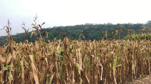 Corn Ready To Harvest / Corn Field Video Footage Stock Footage 244336837