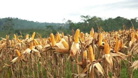 Corn ready to harvest in farmland Stock Footage 224997242