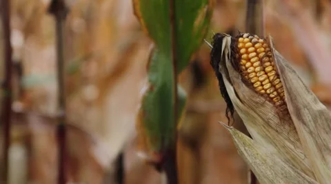 Corn ready for harvest Stock Footage 42312656