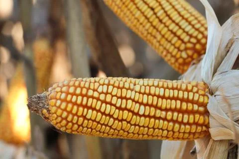 Corn ready to harvest Foto stock