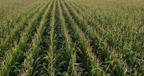 The corn is ready for harvesting in the fields Stock Footage 98915336