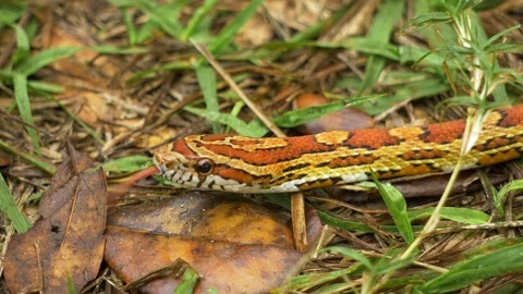 Corn/ Red Rat Snake on Ground, 4K Stock Footage 72555698