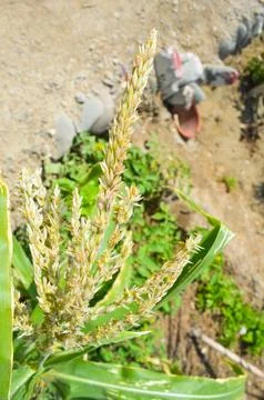 Corn rice in the garden Stock Photos