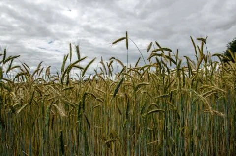 Corn ripening in field Stock Photos