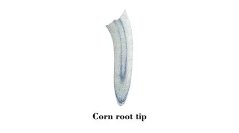 Corn root tip micrograph Light photomicrograph of Corn root tip cross sect... Stock Photos