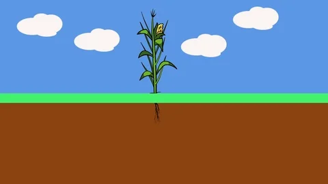 Corn Roots Growing Stock Footage 114667997