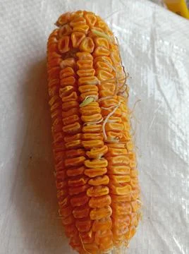 Corn with roots grown right from the kernel, on the shelf Stock Photos