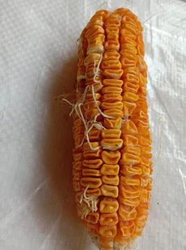 Corn with roots grown right from the kernel, on the shelf Stock Photos