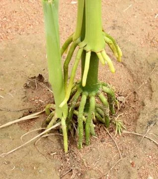 Corn  roots Stock Photos
