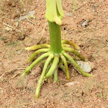 Corn  roots Stock Photos