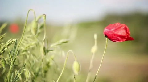 Corn Rose Closeup Stock Footage 50035657