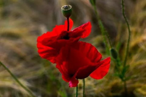 Corn rose Stock Photos