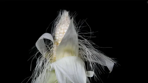 Corn rotated displayed on a black background Stock Footage 159688872