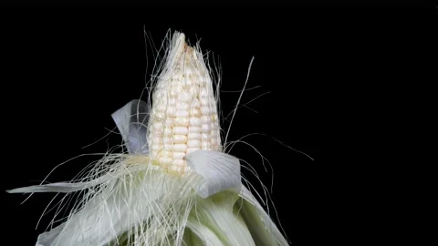 Corn rotation display on a black background Stock Footage 159688511