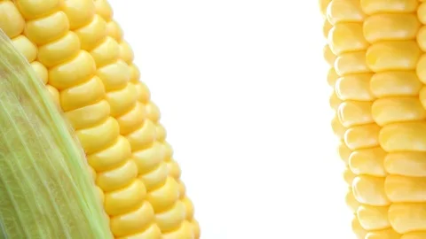 Corn rotation on isolated white background Stock Footage 100896631