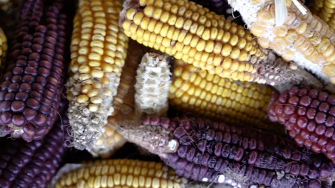 Corn. Rotten corn lies in a basket. Stock Footage 156478228