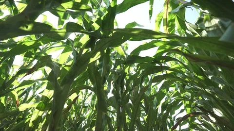 Corn row on corn field 動画素材 123783830