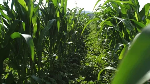 Corn row mid shot Vídeos de archivo 54708389