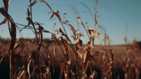 Corn Row at Sunset (Long) Stock Footage 81530094